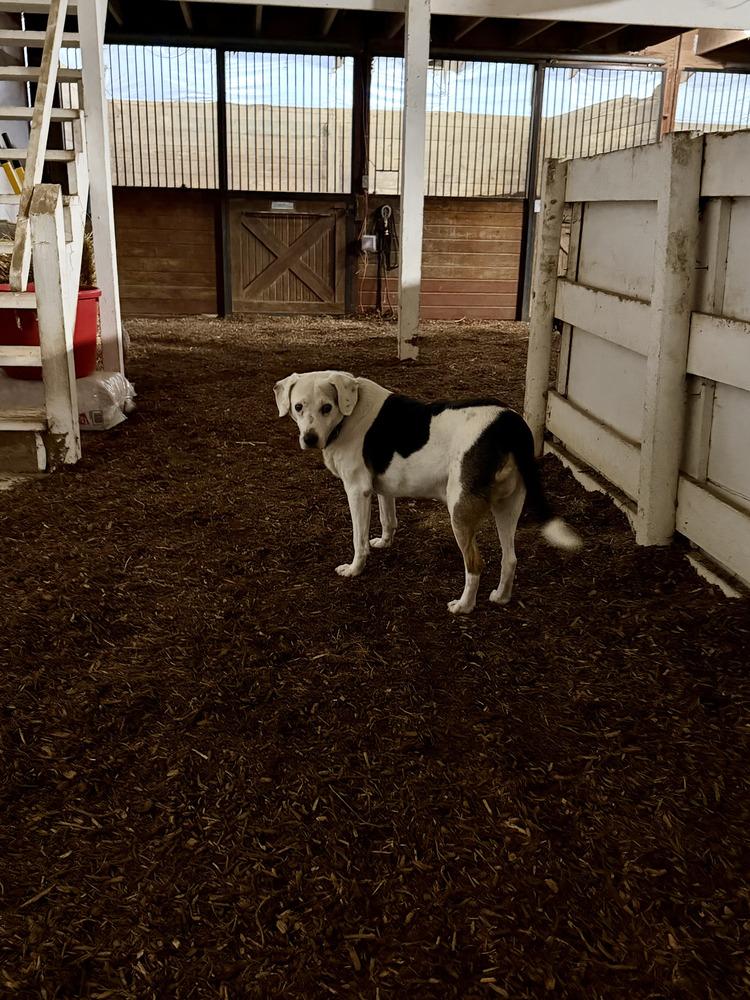Enlarge Rocky, a Adoptable mixed breed in Aurora, IN image 3/6
