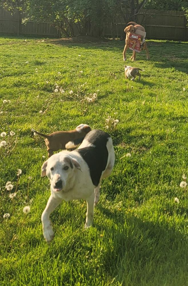 Enlarge Rocky, a Adoptable mixed breed in Aurora, IN image 3/6