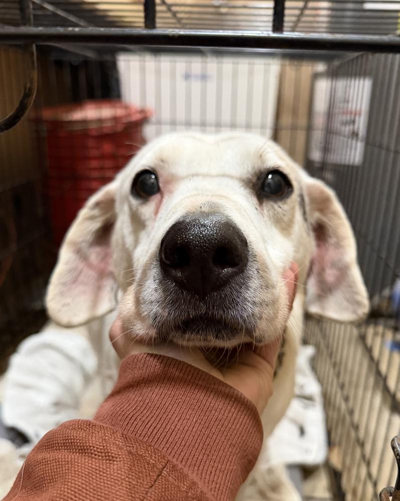 Enlarge Rocky, a Adoptable mixed breed in Aurora, IN image 4/6