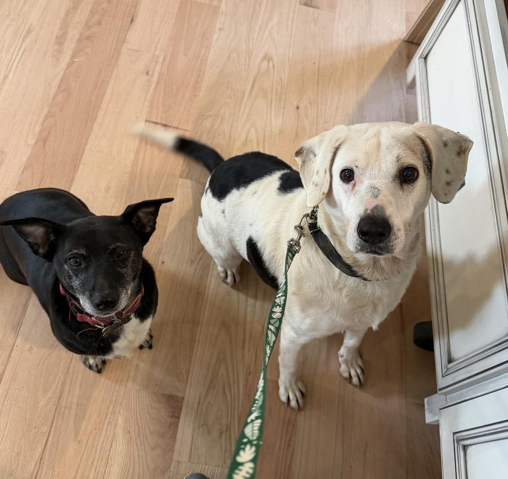 Enlarge Rocky, a Adoptable mixed breed in Aurora, IN image 5/6