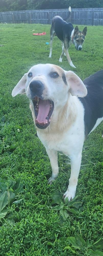 Enlarge Rocky, a Adoptable mixed breed in Aurora, IN image 4/6