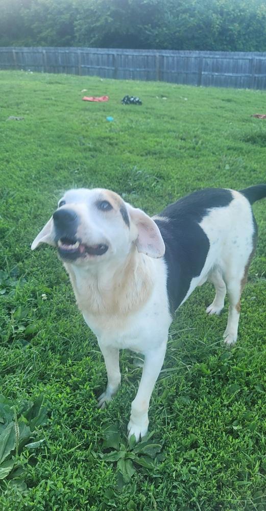 Enlarge Rocky, a Adoptable mixed breed in Aurora, IN image 5/6