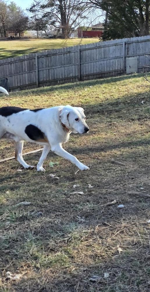 Enlarge Rocky, a Adoptable mixed breed in Aurora, IN image 6/6