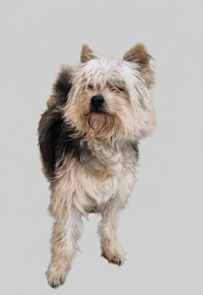 Seymour, Adoptable, Adult Male Yorkshire Terrier.