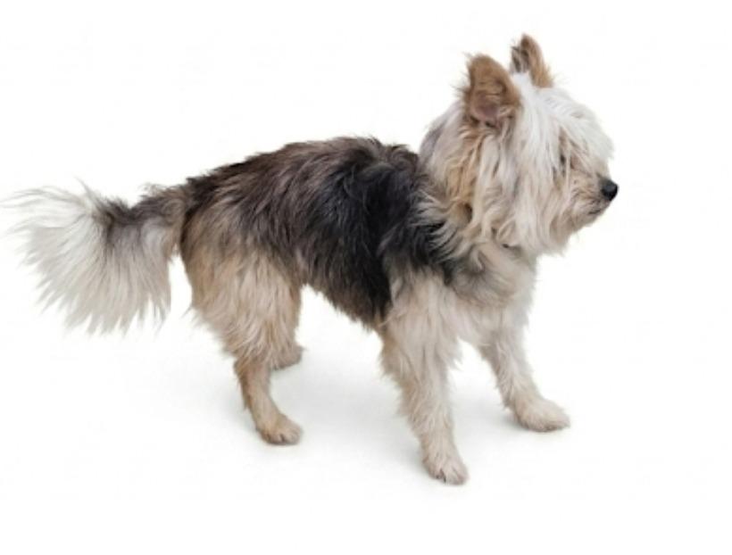 Enlarge Seymour, a Adoptable mixed breed in Vineland, NJ image 2/2