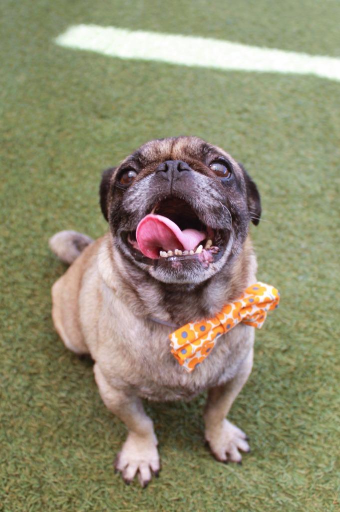 Kopi, a Adoptable Pug in Gardena, CA image 1/6