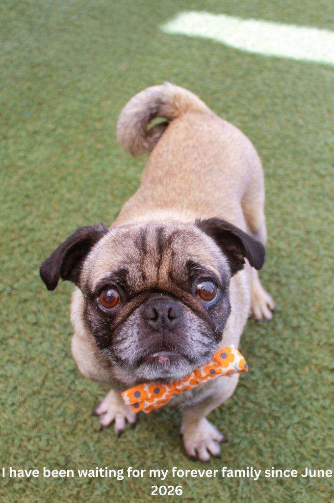 Kopi, a Adoptable Pug in Gardena, CA image 2/6
