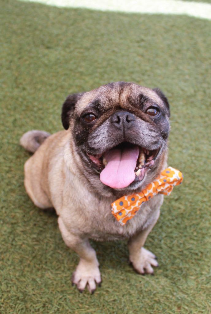 Kopi, a Adoptable Pug in Gardena, CA image 3/6