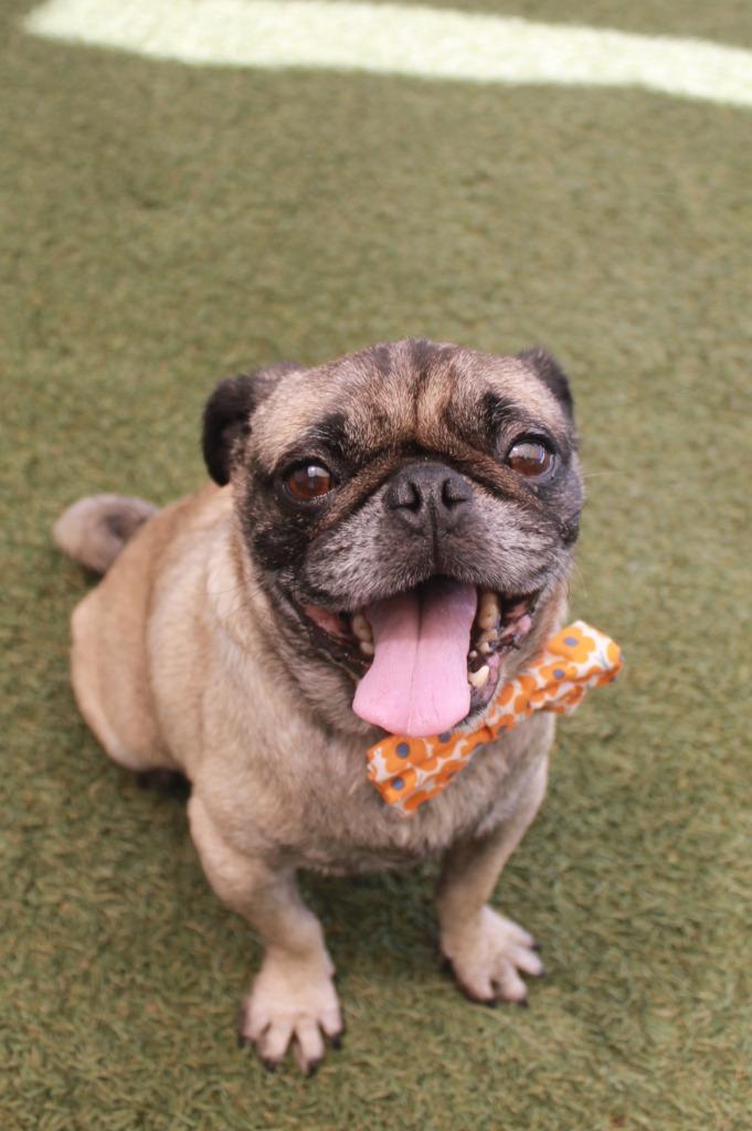 Kopi, a Adoptable Pug in Gardena, CA image 4/6