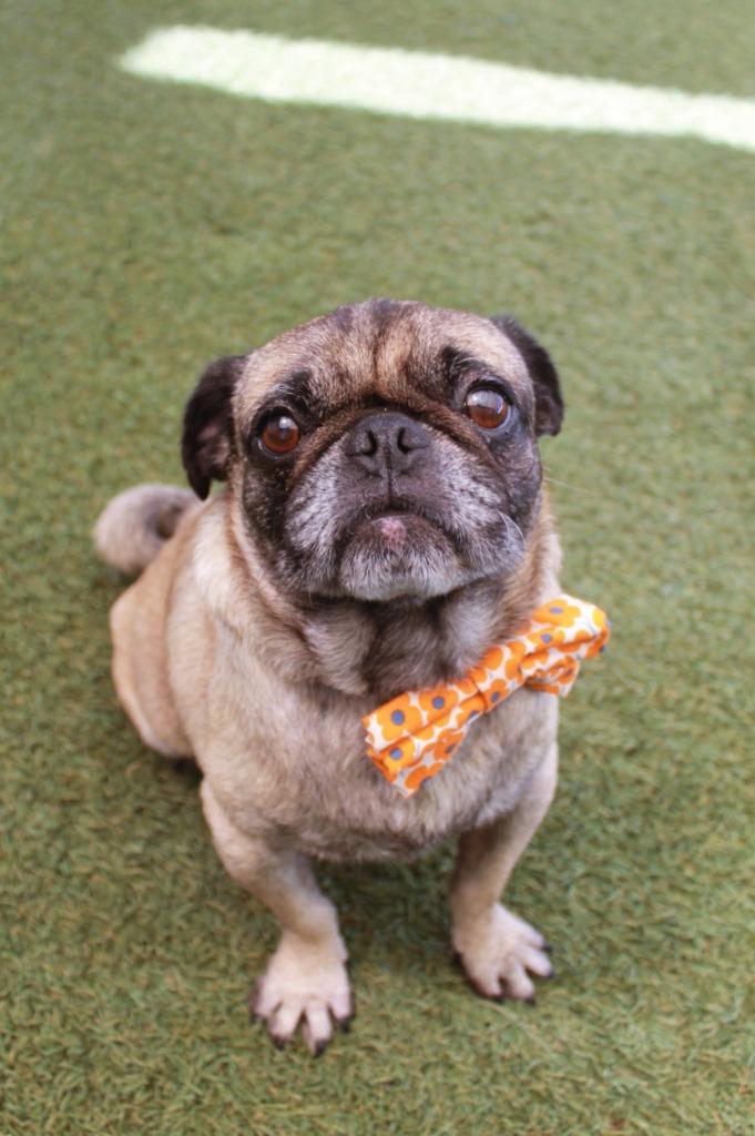Kopi, a Adoptable Pug in Gardena, CA image 5/6