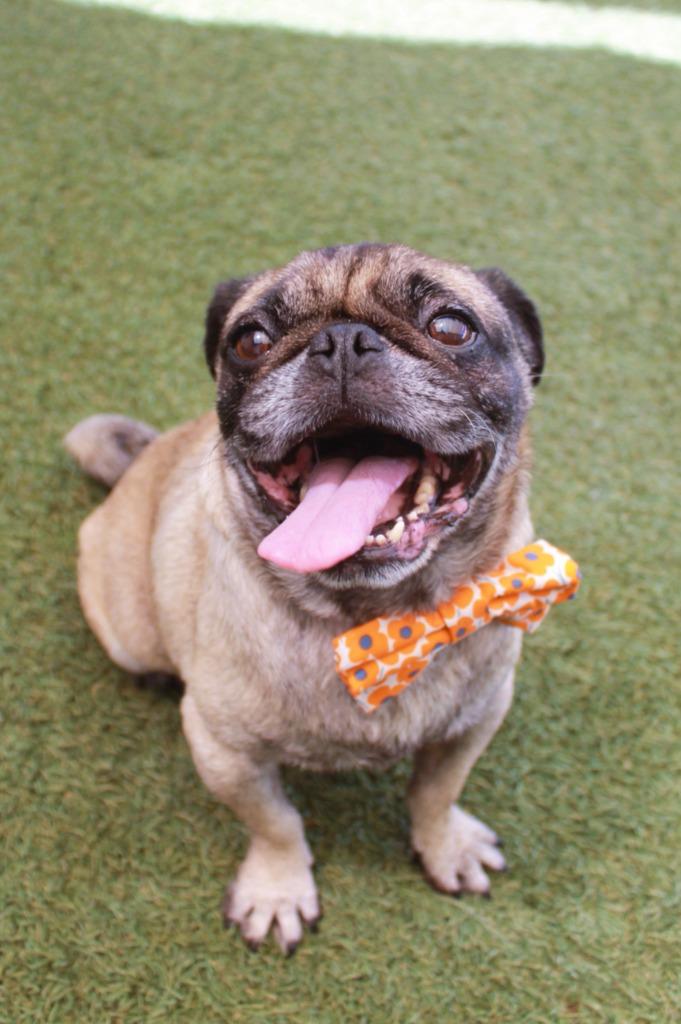 Kopi, a Adoptable Pug in Gardena, CA image 6/6