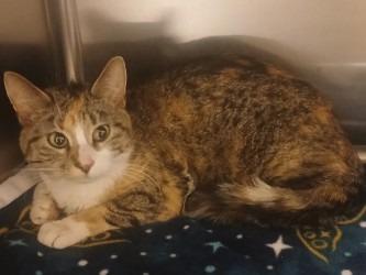 Noel, Adoptable, Adult Female Domestic Short Hair.