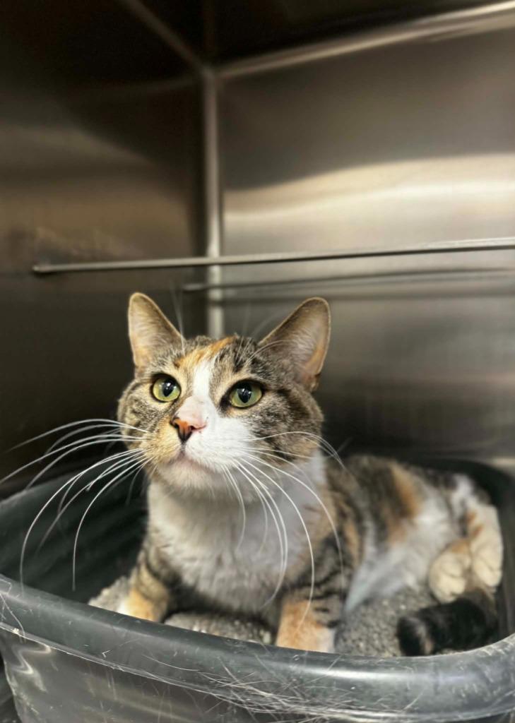 Enlarge Noel, a Adoptable mixed breed in Grand Forks, ND image 2/2