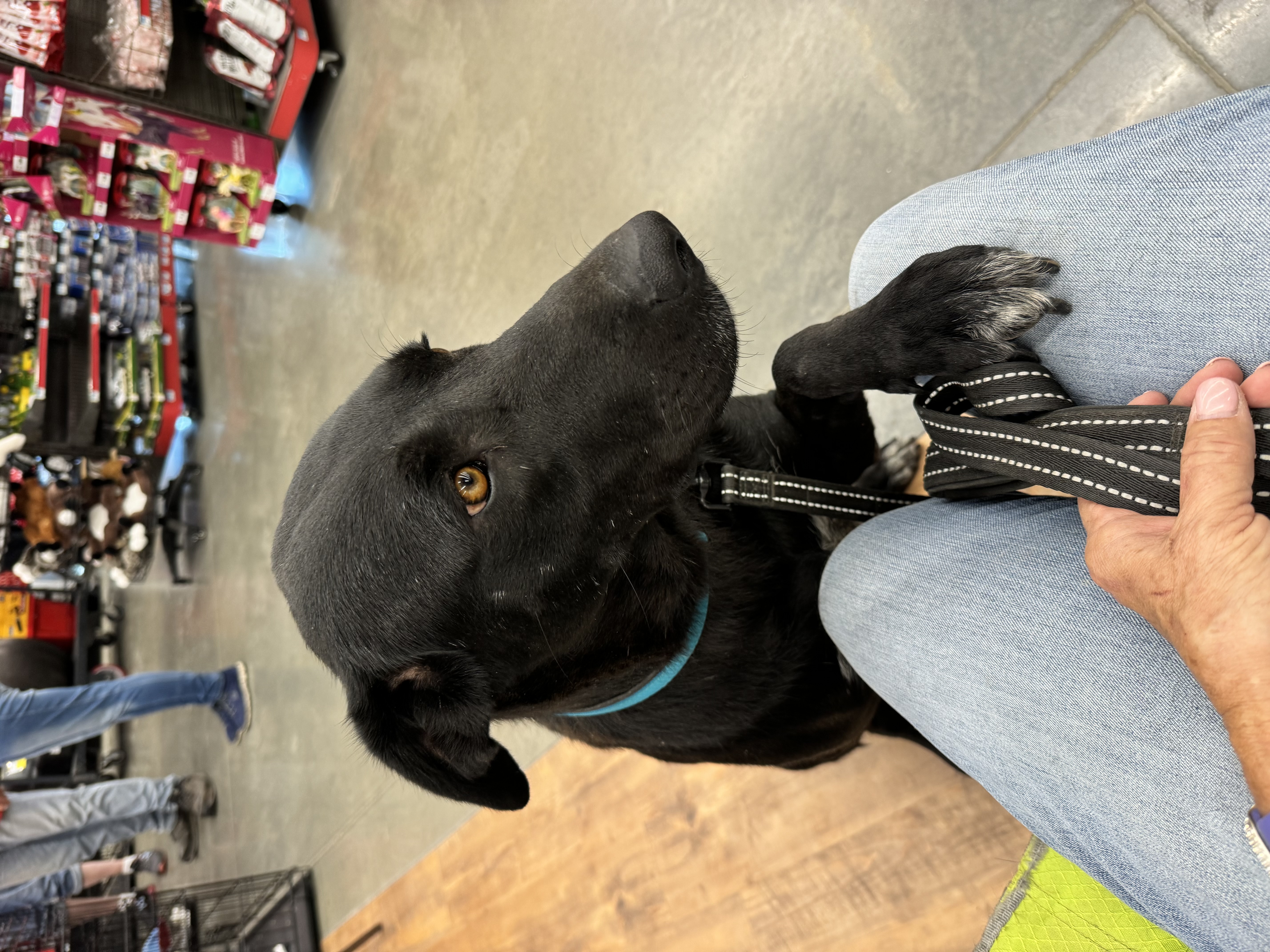 Gracie, a Adoptable mixed breed in Stephenville, TX image 1/3