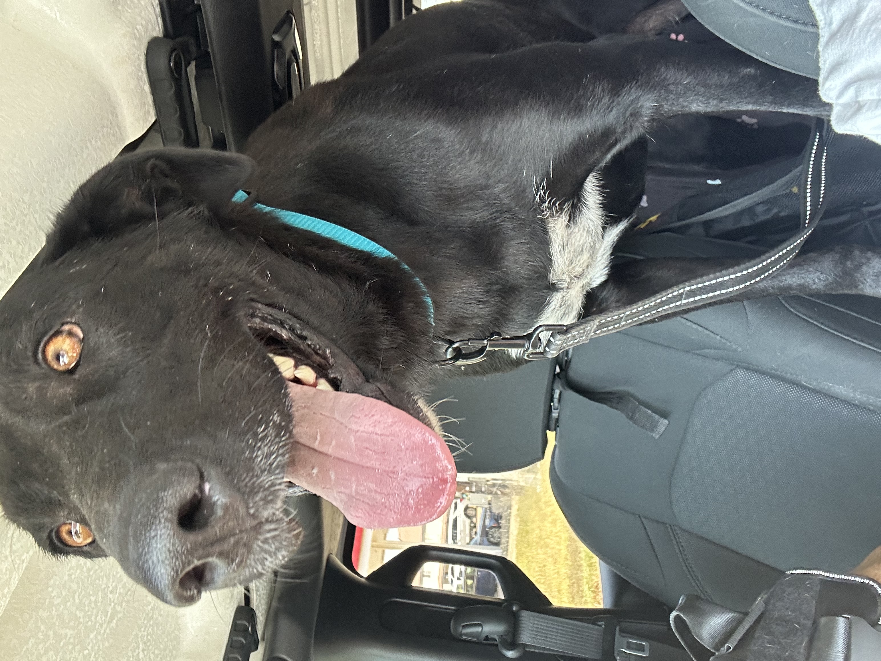 Gracie, a Adoptable mixed breed in Stephenville, TX image 2/3