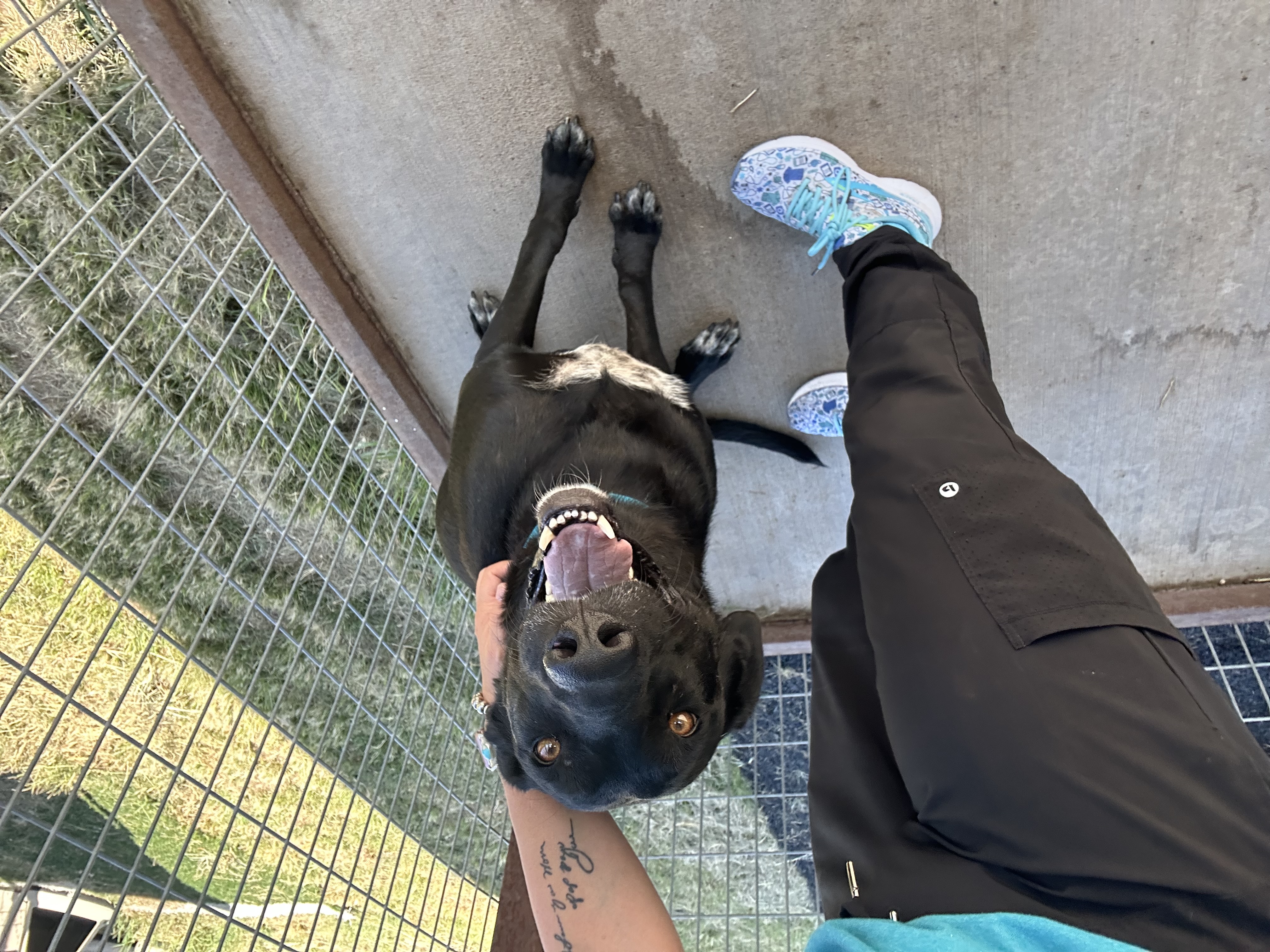 Gracie, a Adoptable mixed breed in Stephenville, TX image 3/3