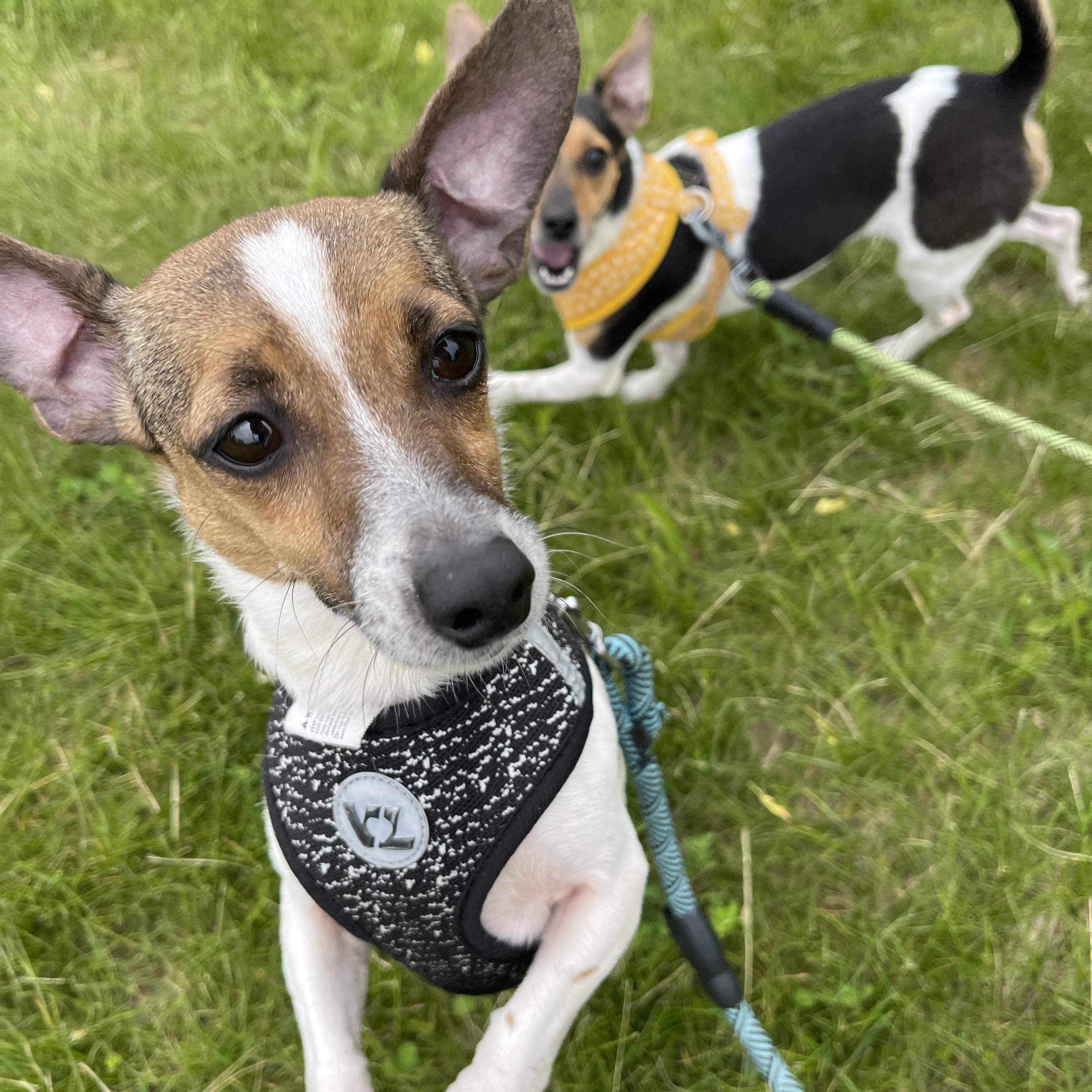 Enlarge Darby, an adopted mixed breed in Allegan, MI image 4/4