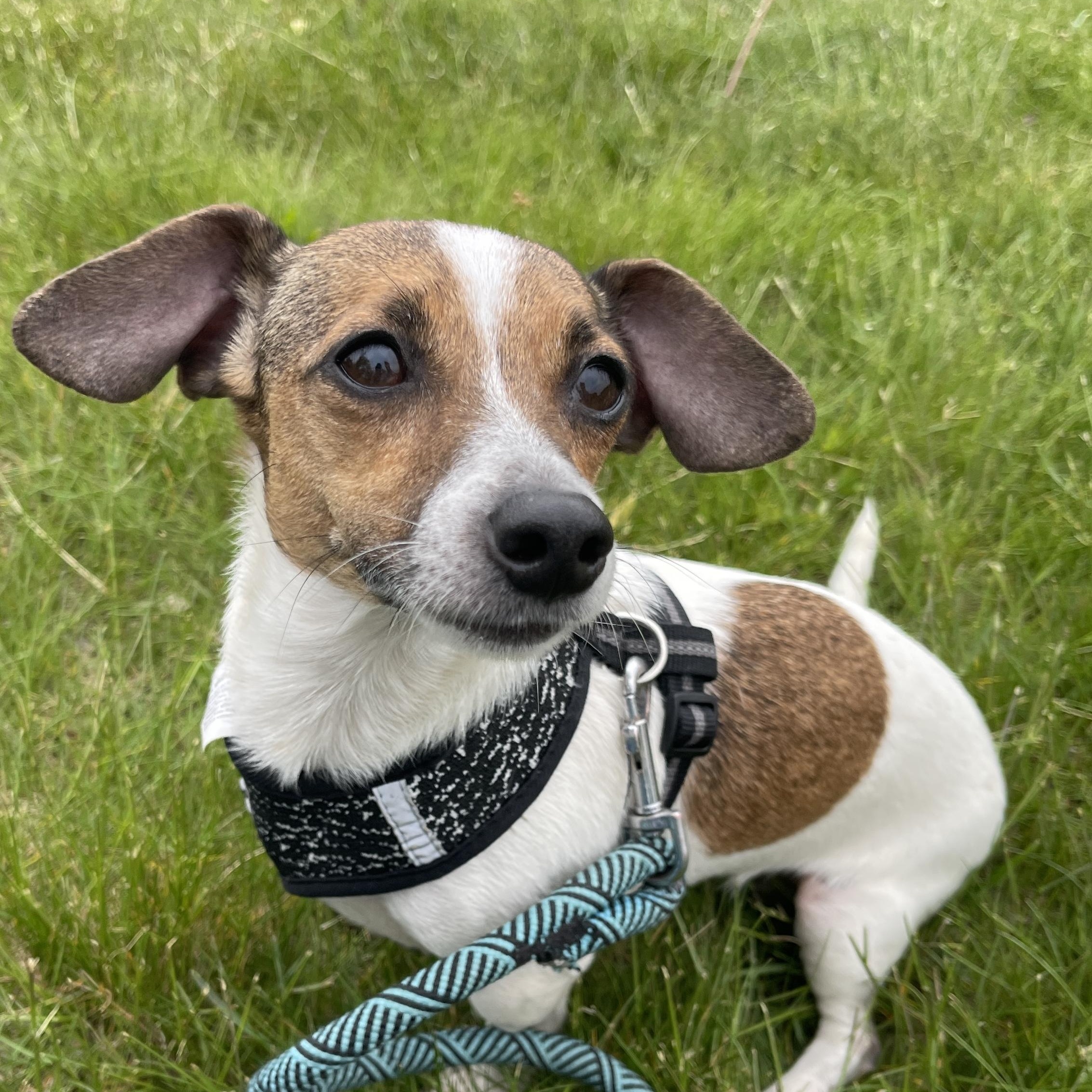 Enlarge Darby, an adopted mixed breed in Allegan, MI image 2/4