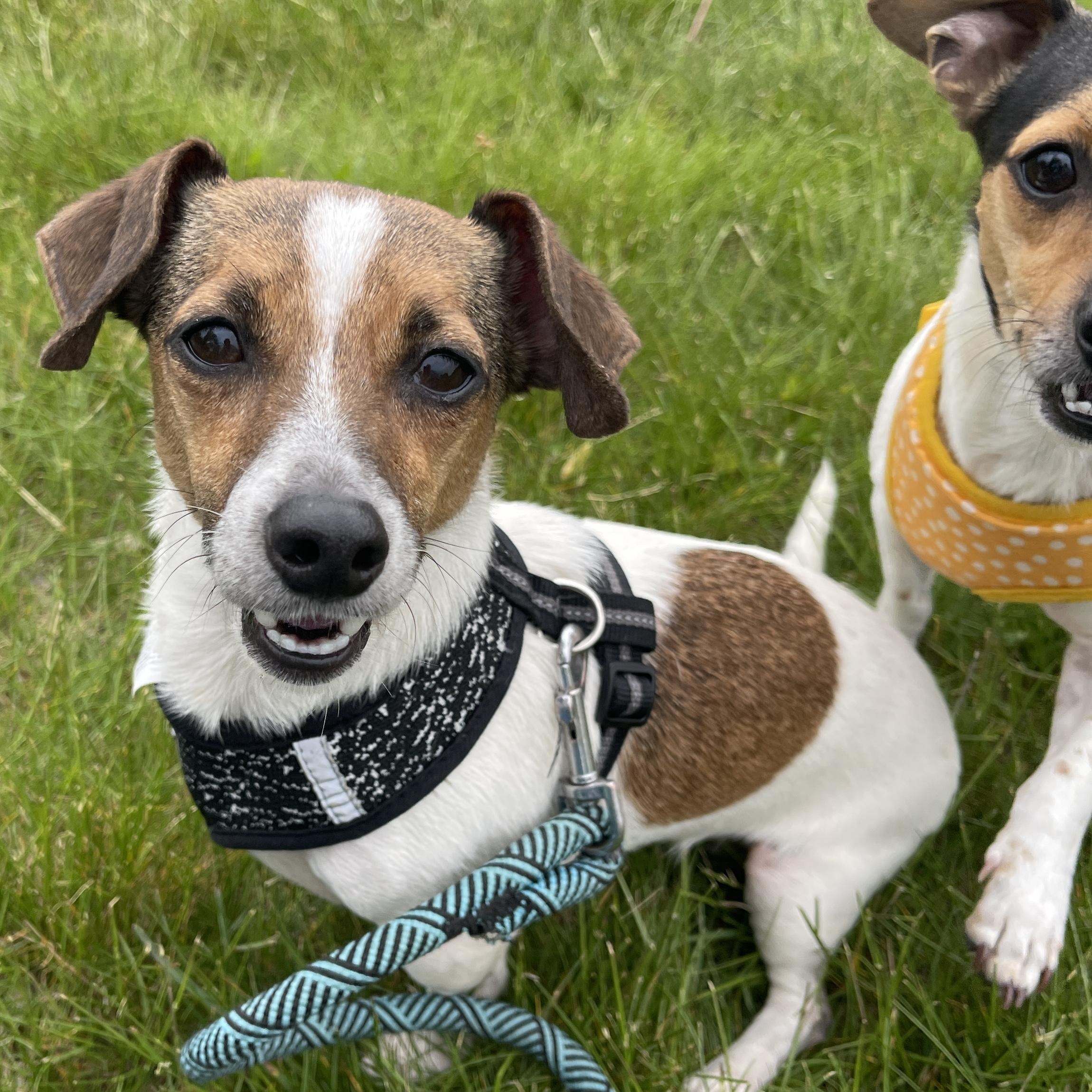 Darby, adopted, Adult Female Dachshund & Jack Russell Terrier.