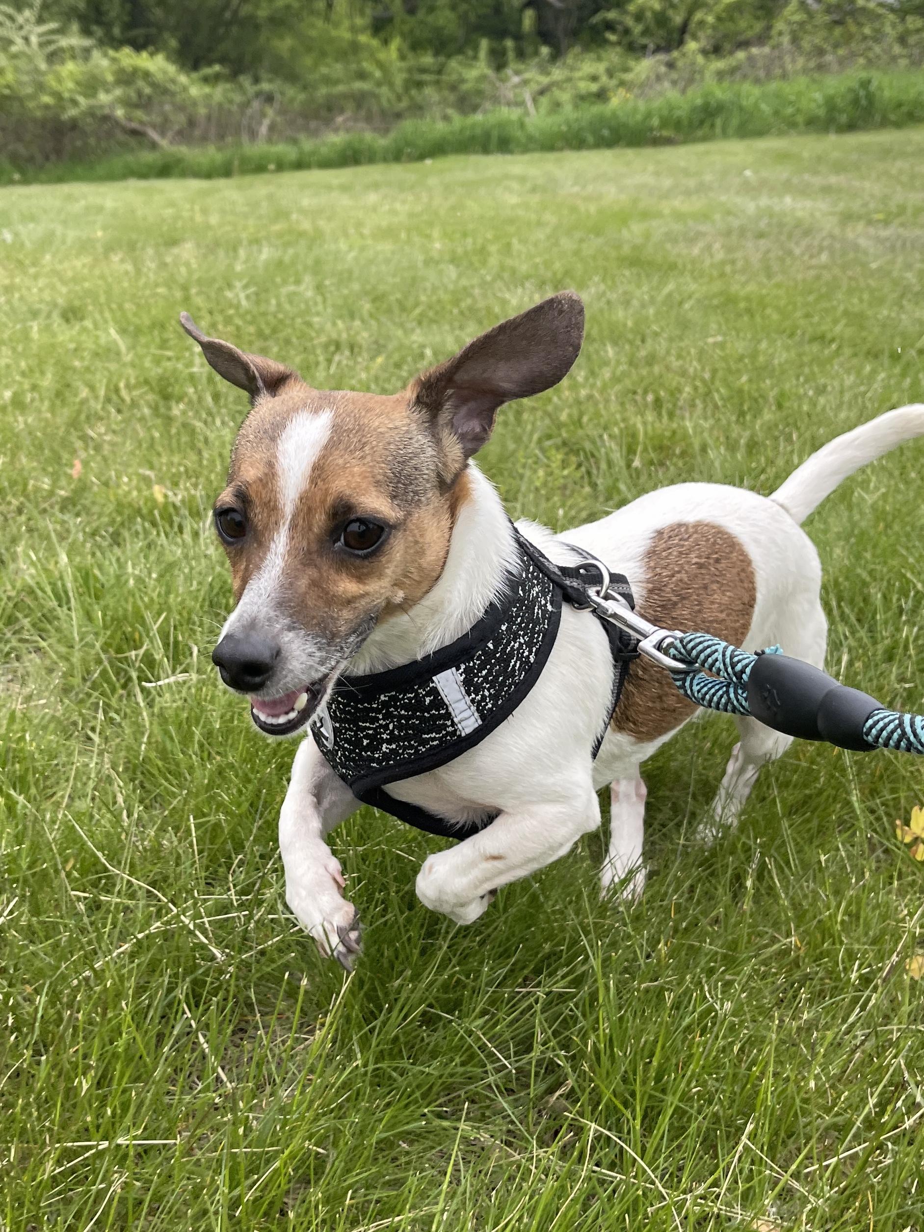 Enlarge Darby, an adopted mixed breed in Allegan, MI image 3/4