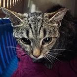 Danette, adopted, Adult Female Domestic Short Hair.