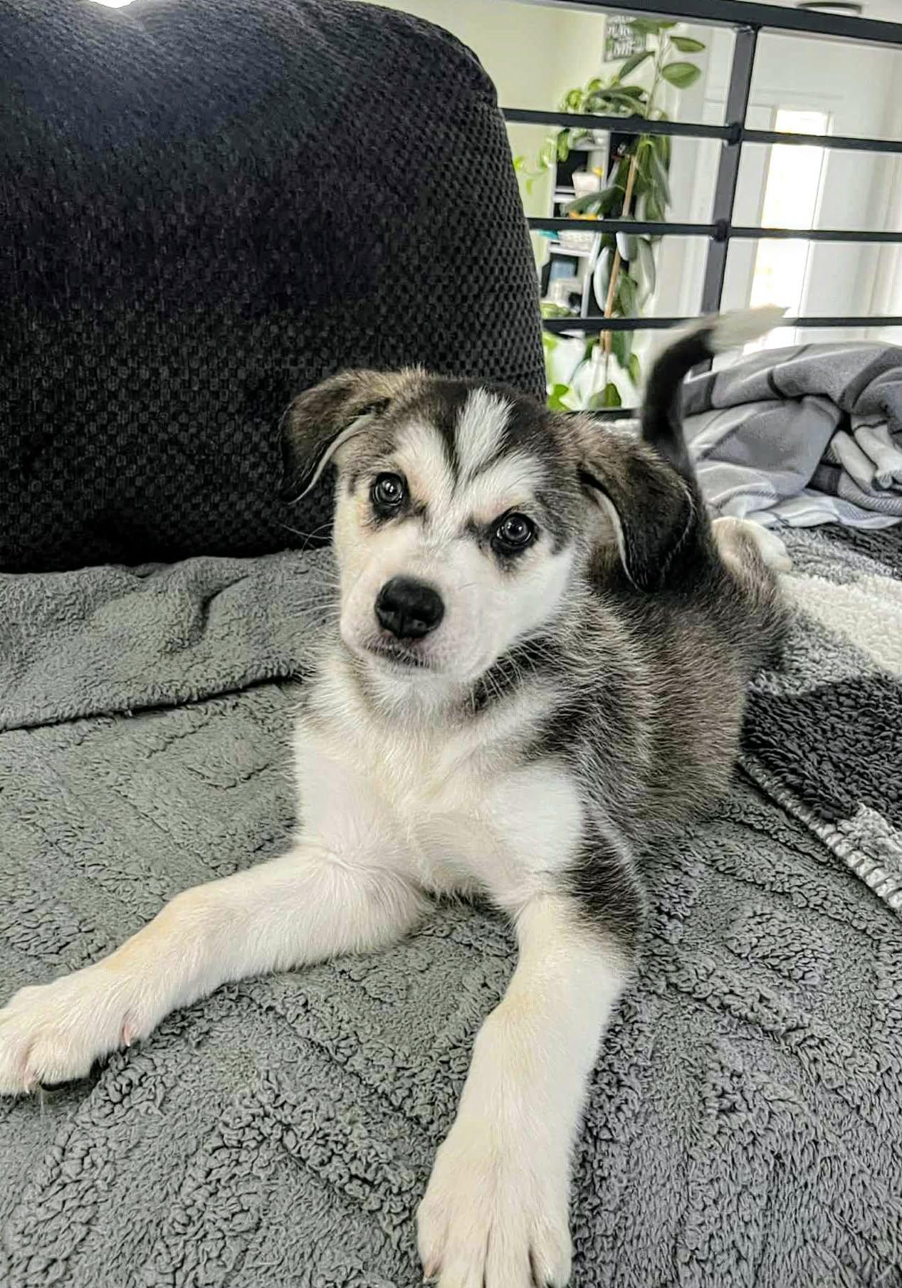 Yeti (20251223-09) — thumbnail 2