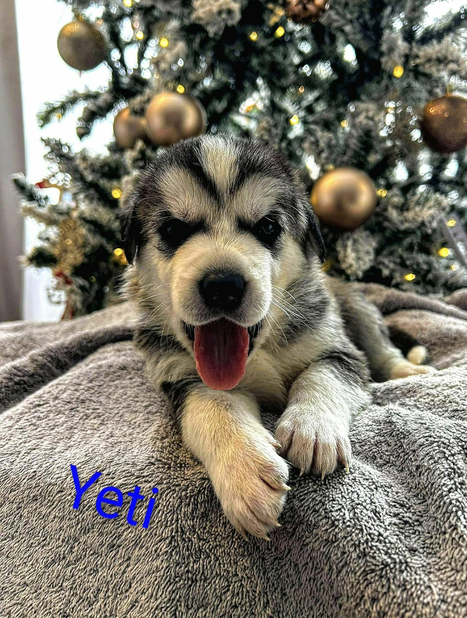 Yeti (20251223-09) — thumbnail 3