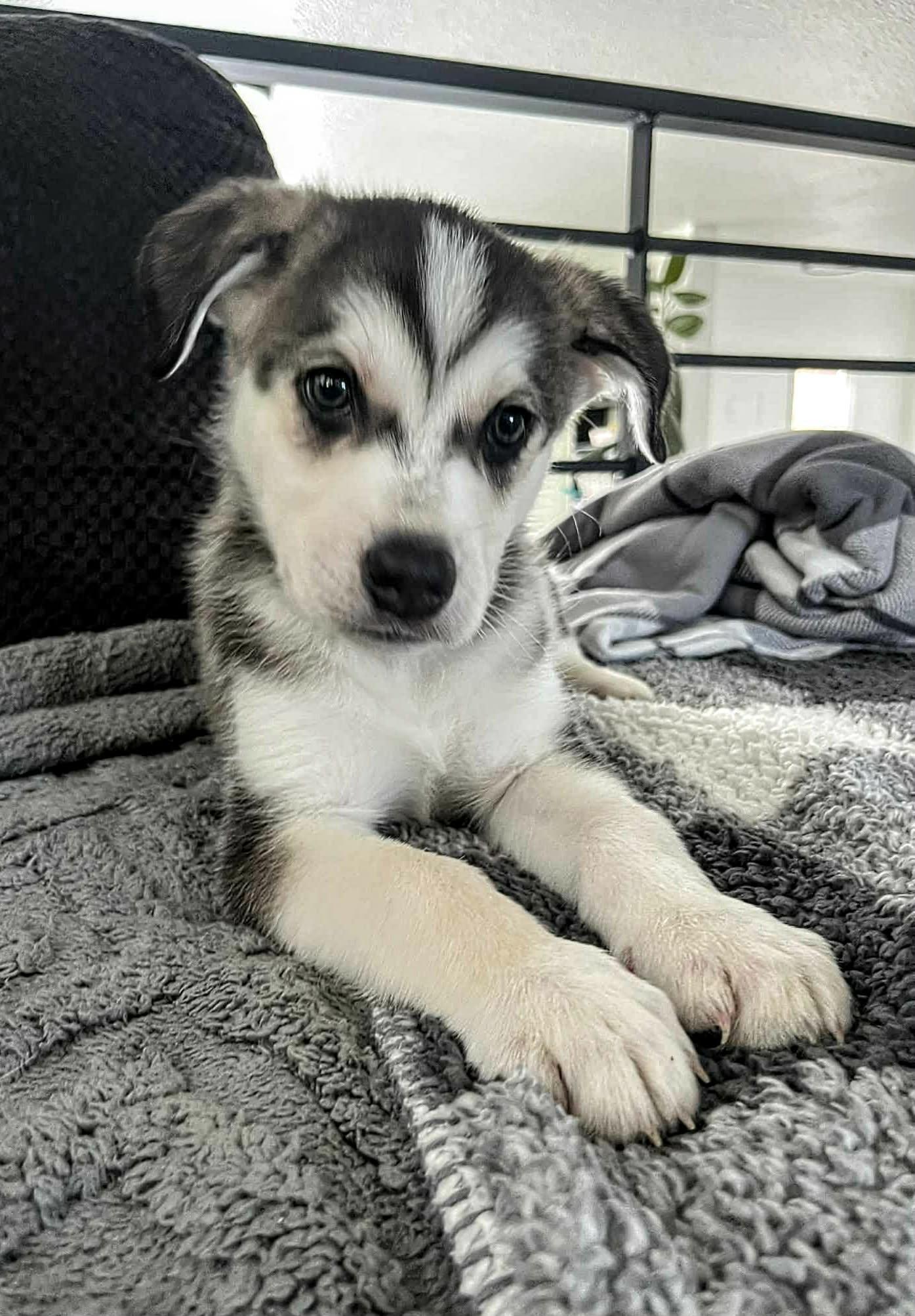 Yeti (20251223-09) — thumbnail 4