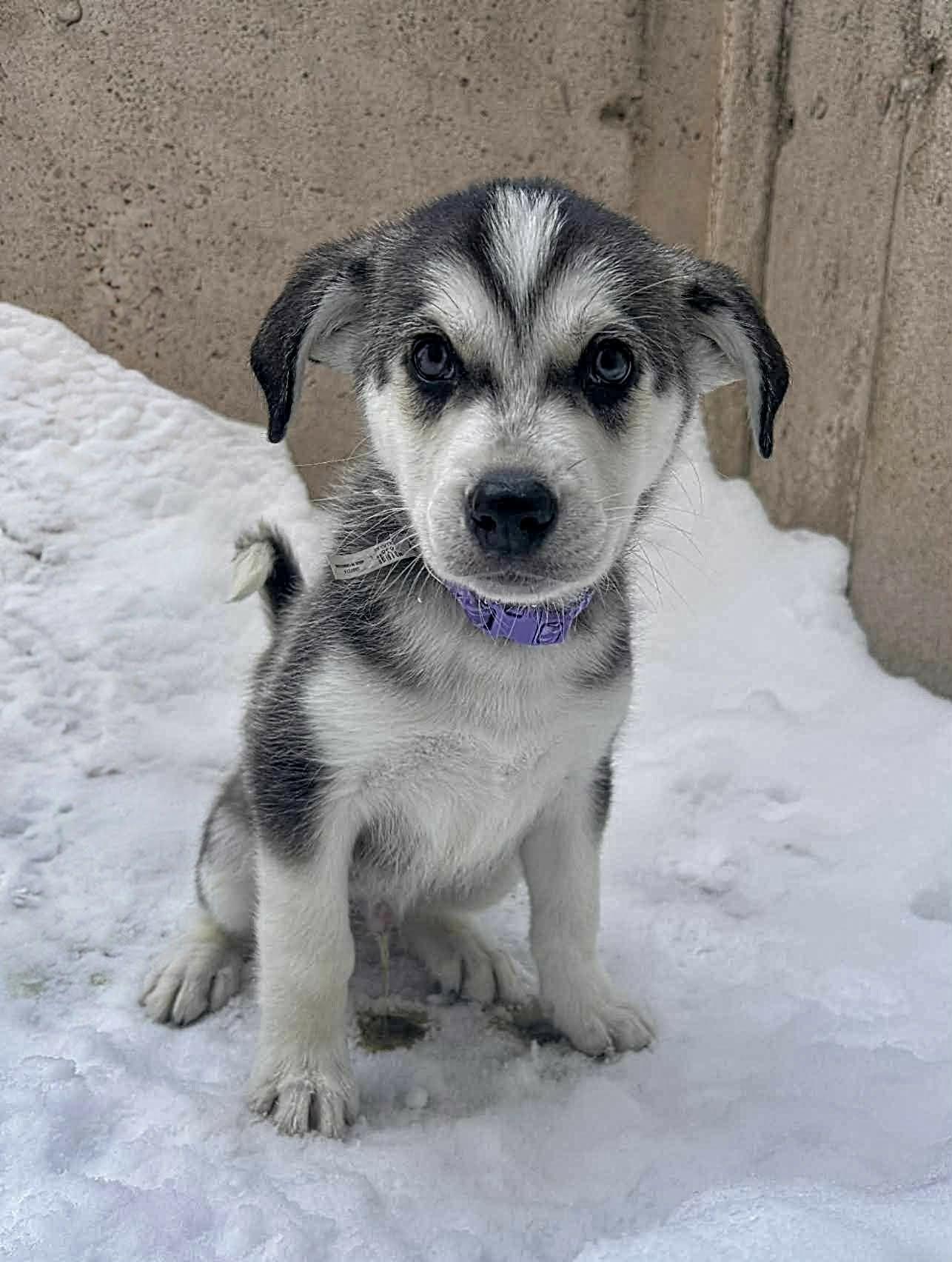 Yeti (20251223-09) — thumbnail 5