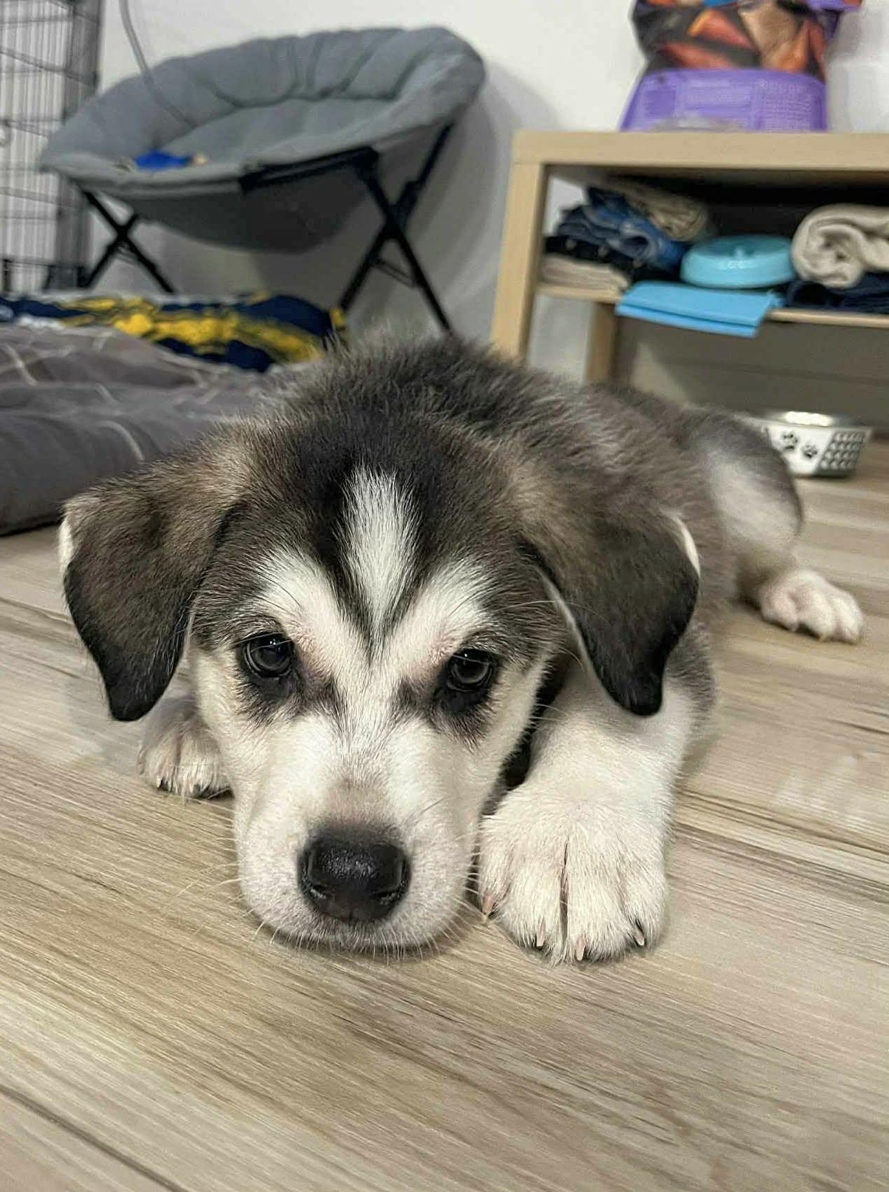 Yeti (20251223-09) — thumbnail 6