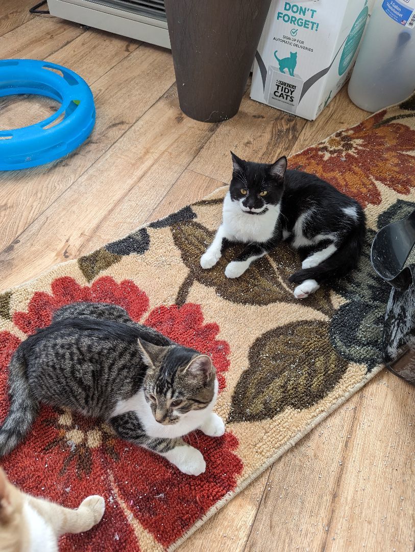 Sage, Adopted, Kitten Female Domestic Short Hair.