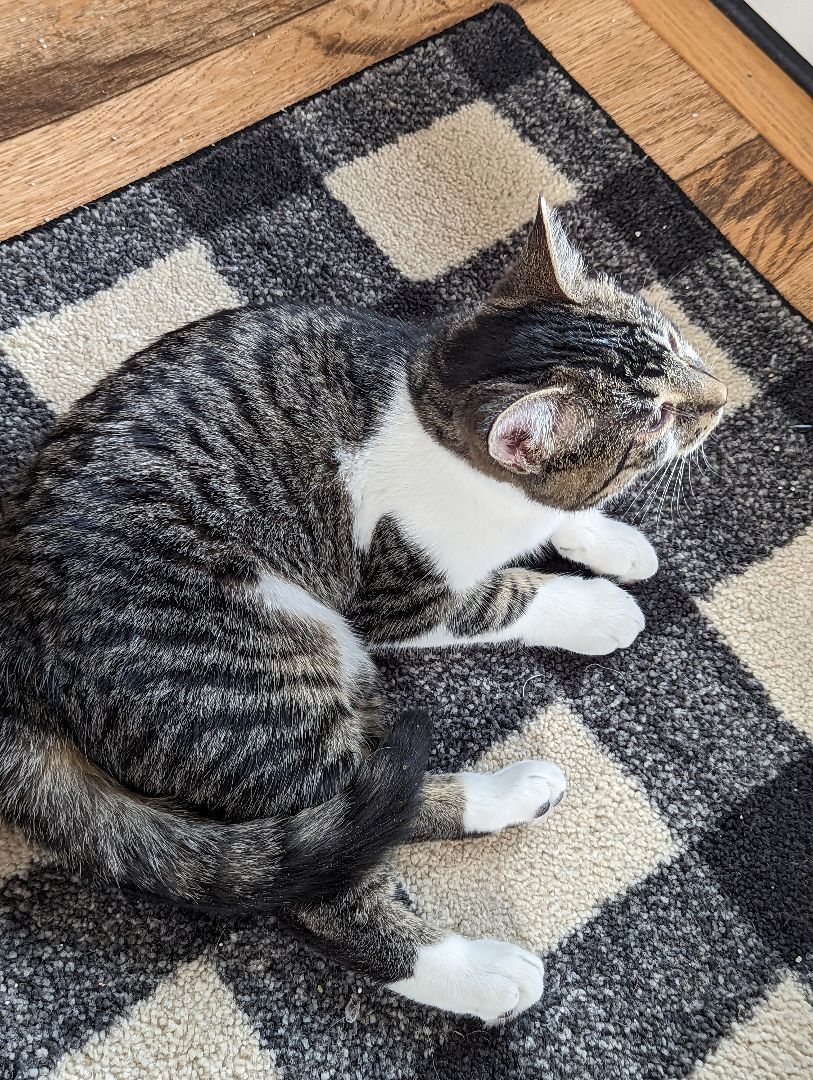 Enlarge Sage, a Adopted Domestic Short Hair in Burke, NY image 2/2