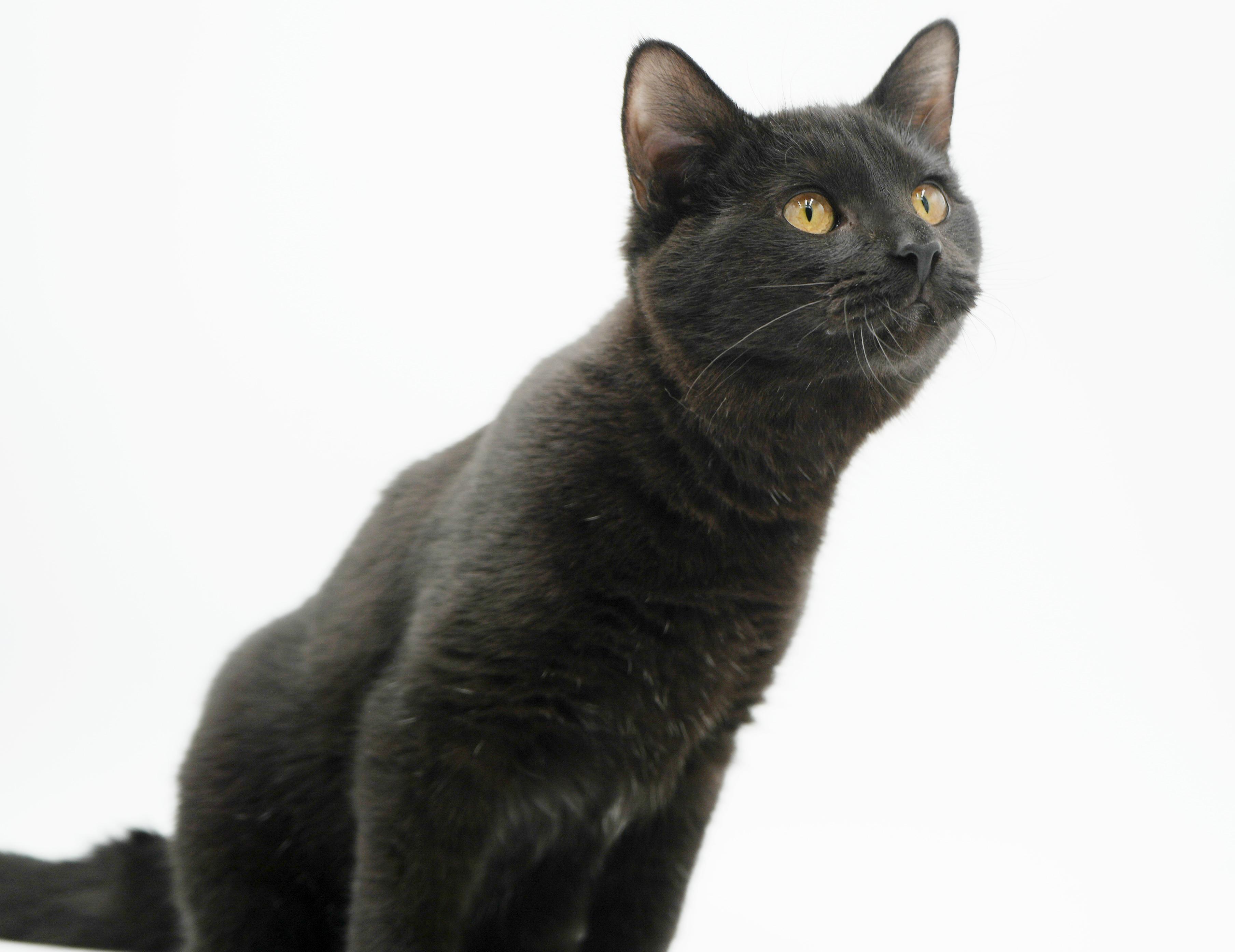 Enlarge Sylvester is such a licorice doll with spunk and cuddles!, an adopted Bombay in Bedford Hills, NY image 3/6