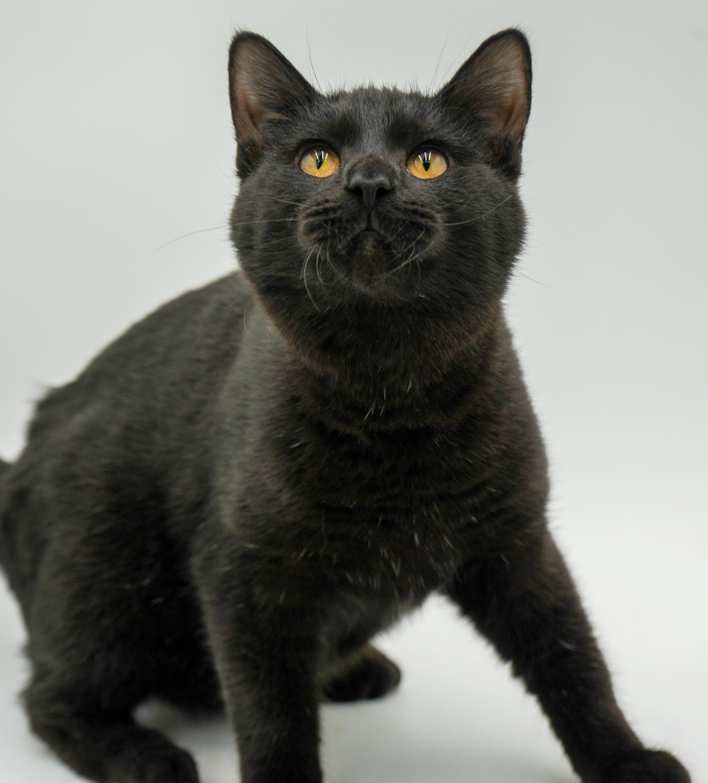 Enlarge Sylvester is such a licorice doll with spunk and cuddles!, an adopted Bombay in Bedford Hills, NY image 4/6