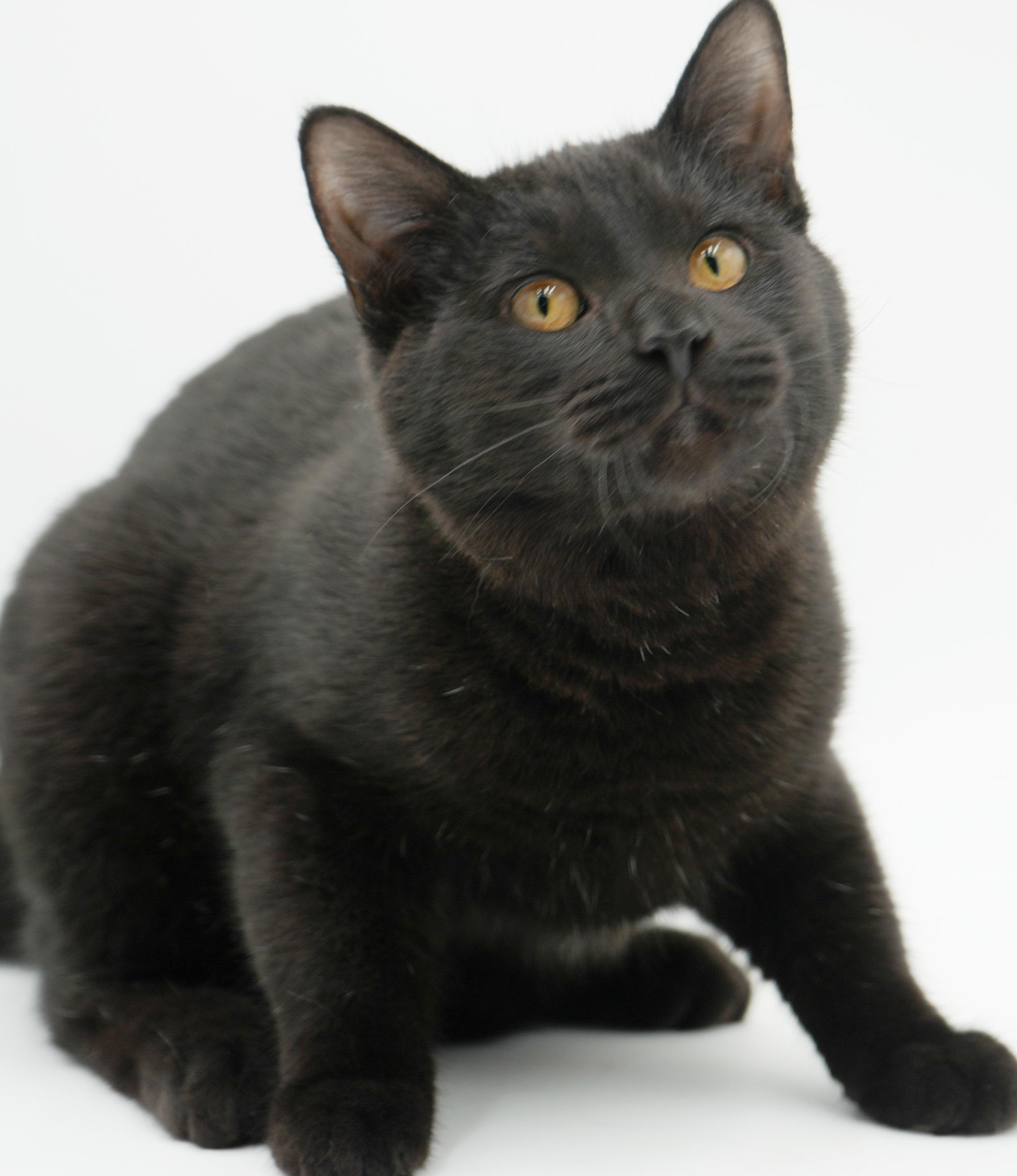Enlarge Sylvester is such a licorice doll with spunk and cuddles!, an adopted Bombay in Bedford Hills, NY image 2/6