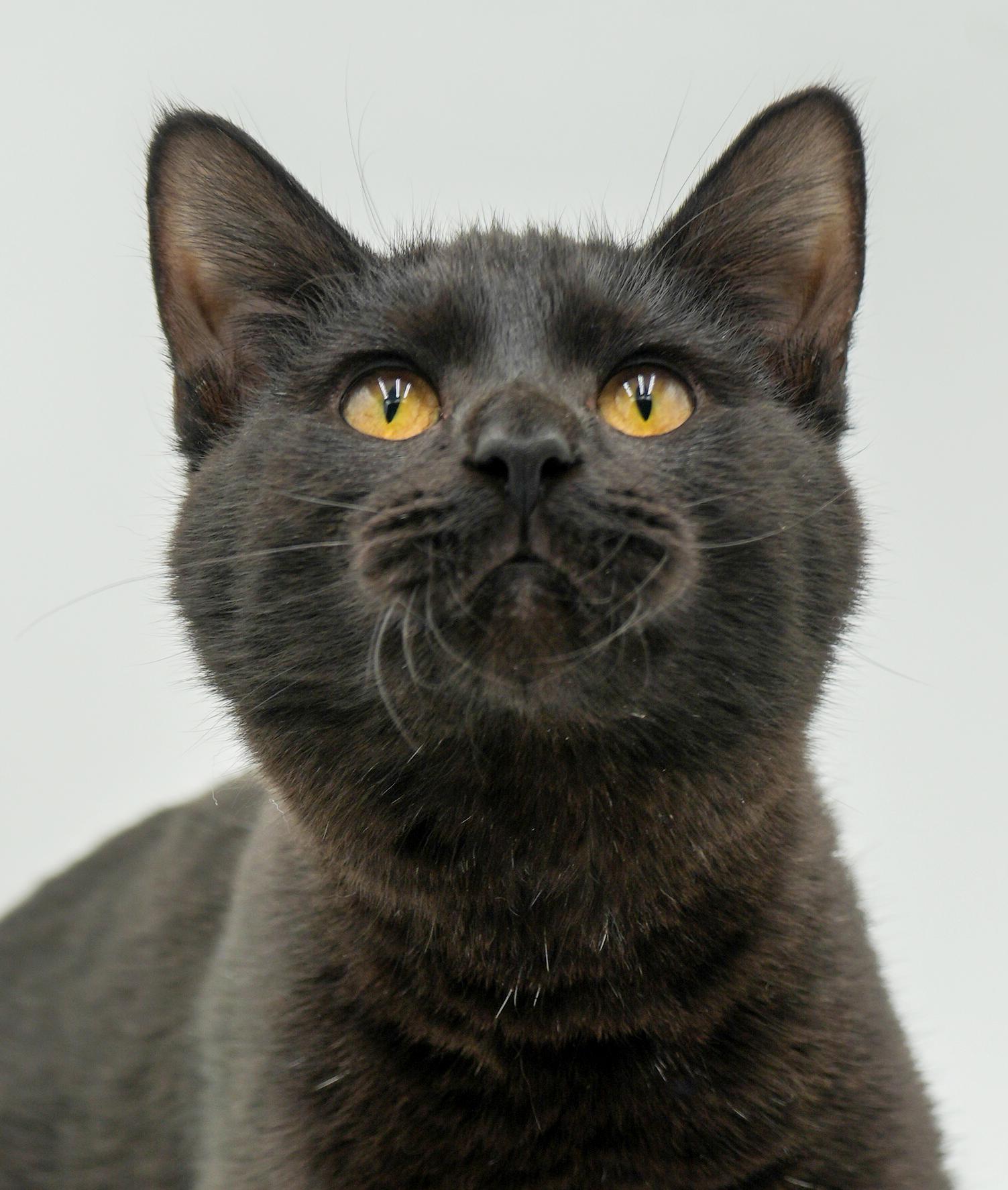 Enlarge Sylvester is such a licorice doll with spunk and cuddles!, an adopted Bombay in Bedford Hills, NY image 1/6