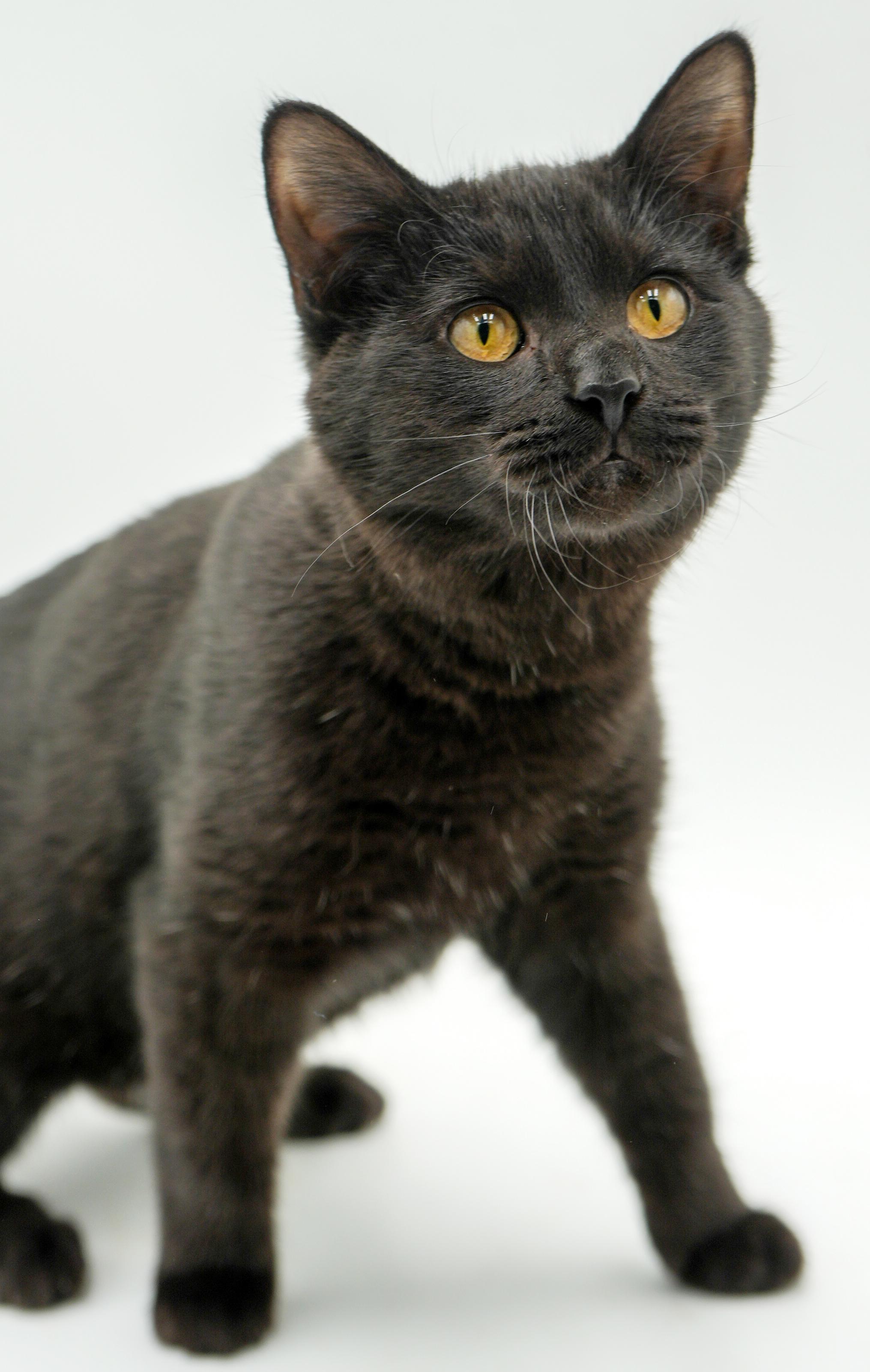 Enlarge Sylvester is such a licorice doll with spunk and cuddles!, an adopted Bombay in Bedford Hills, NY image 5/6