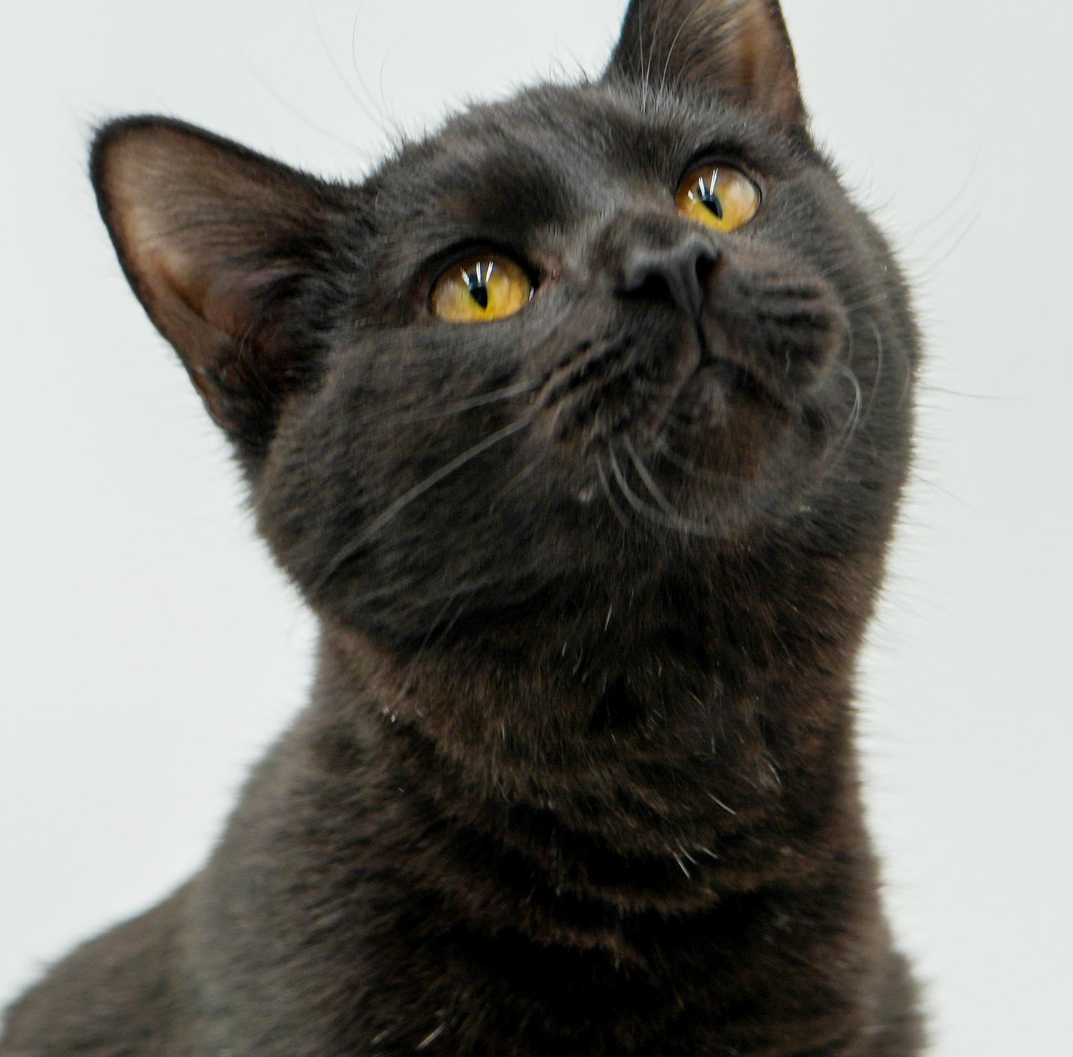 Enlarge Sylvester is such a licorice doll with spunk and cuddles!, an adopted Bombay in Bedford Hills, NY image 6/6