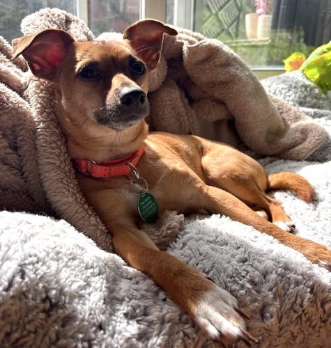 Boone, Adoptable, Young Male Chihuahua.