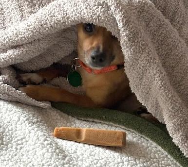 Enlarge Boone, a Adoptable mixed breed in Brooklyn, NY image 4/6