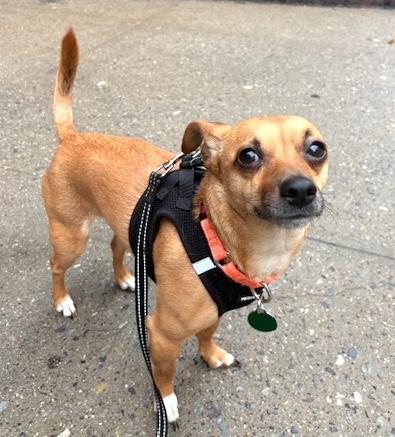Enlarge Boone, a Adoptable mixed breed in Brooklyn, NY image 6/6