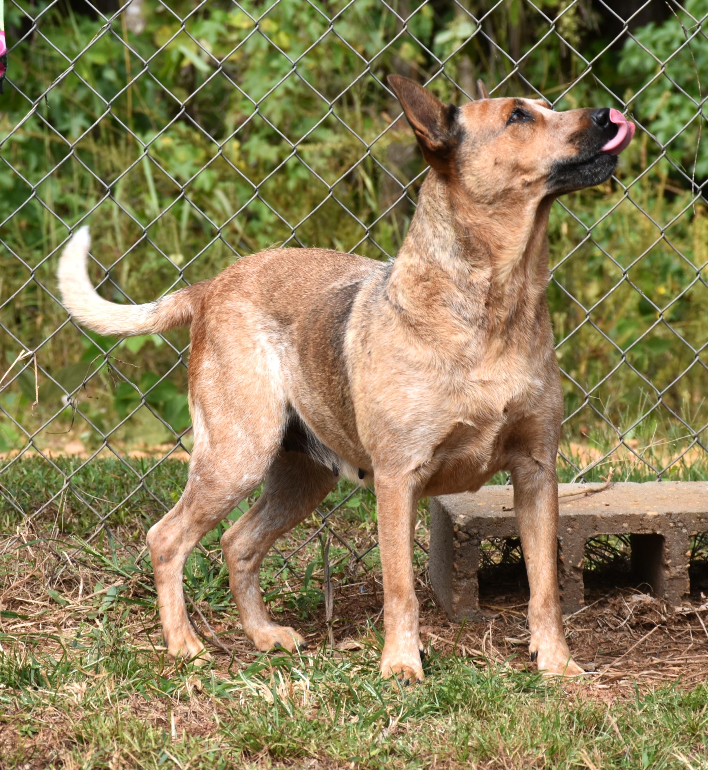 Annie, a Adopted mixed breed in Wedowee, AL image 2/6