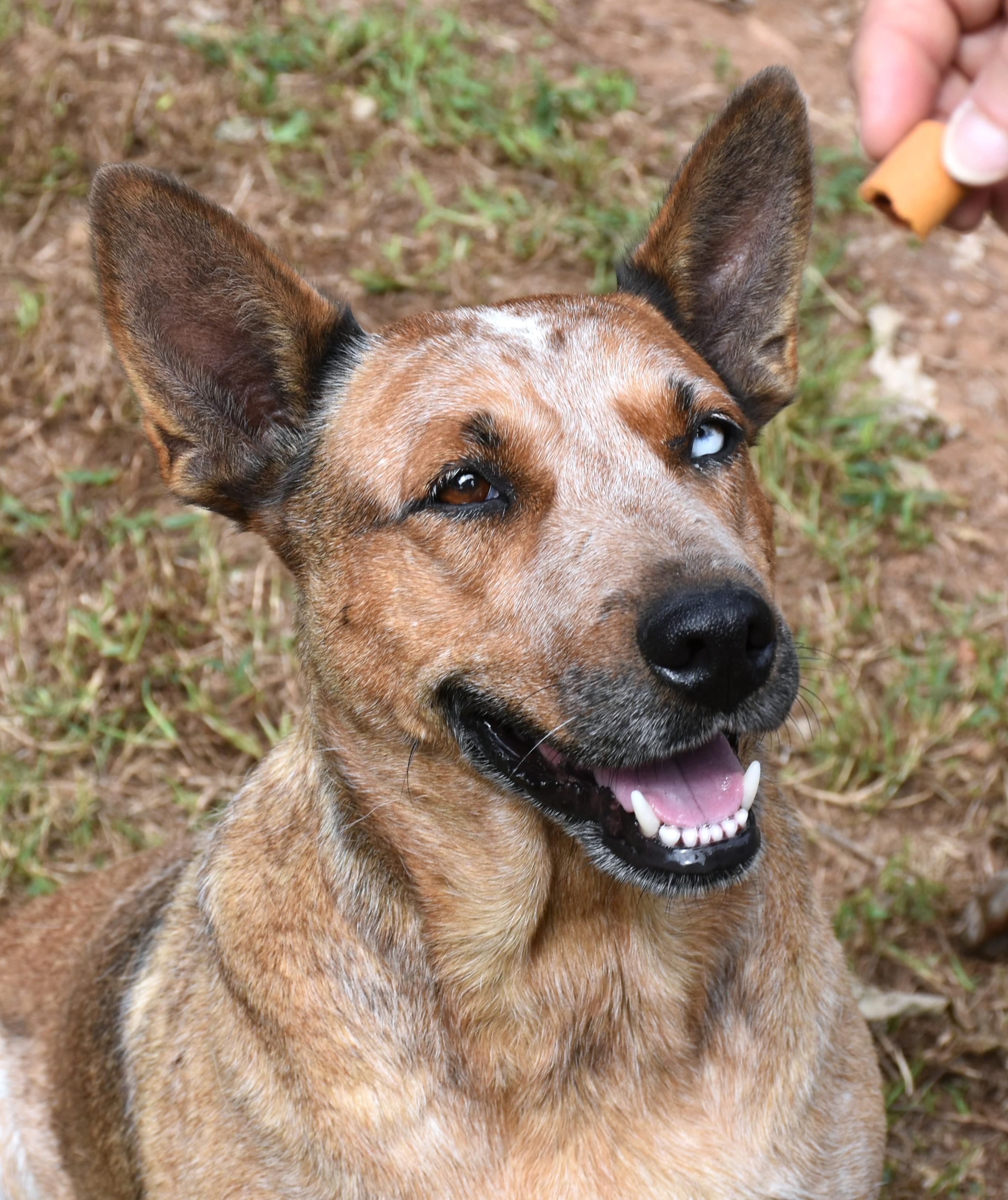 Annie, a Adopted mixed breed in Wedowee, AL image 3/6