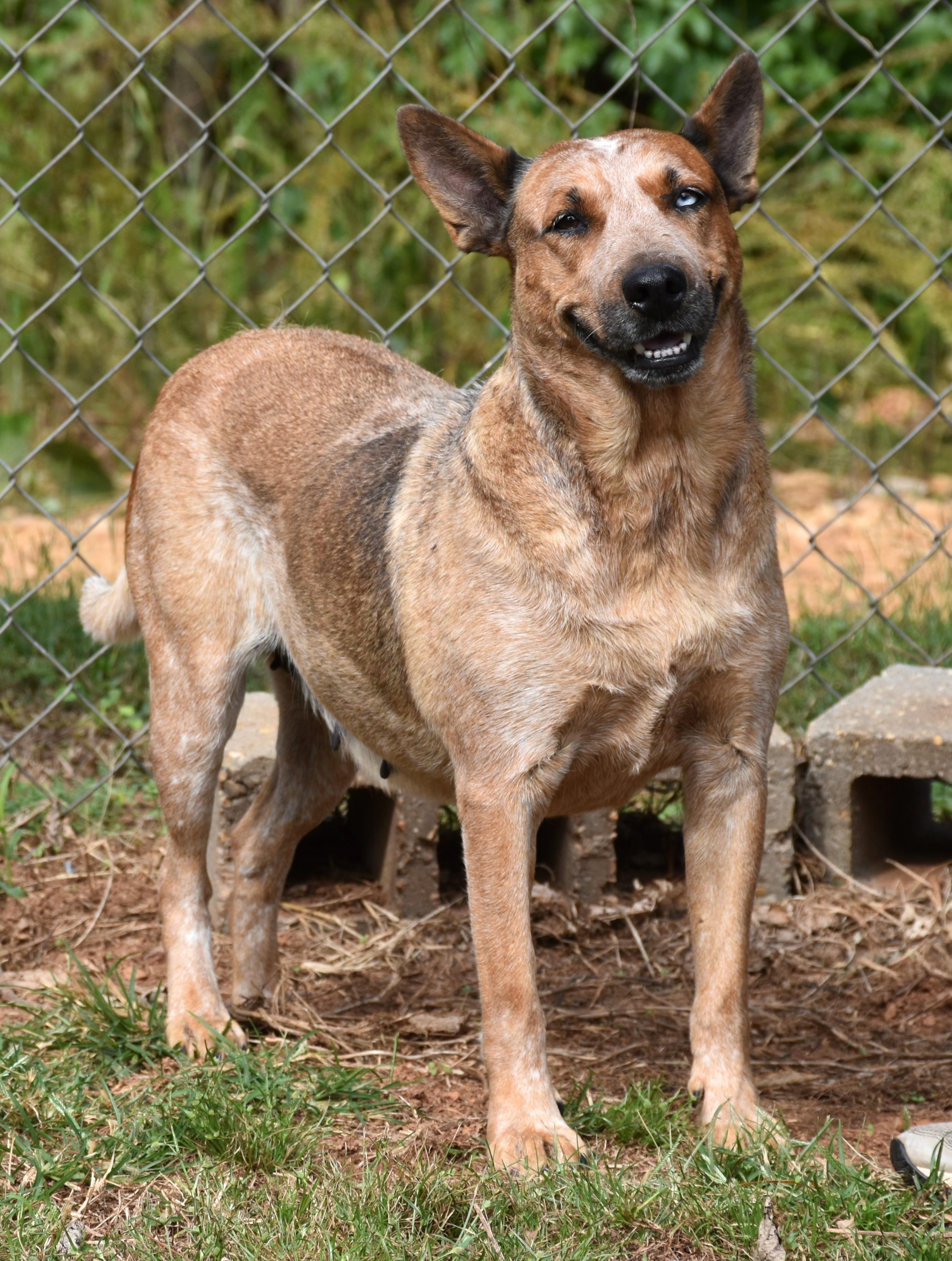 Annie, a Adopted mixed breed in Wedowee, AL image 4/6