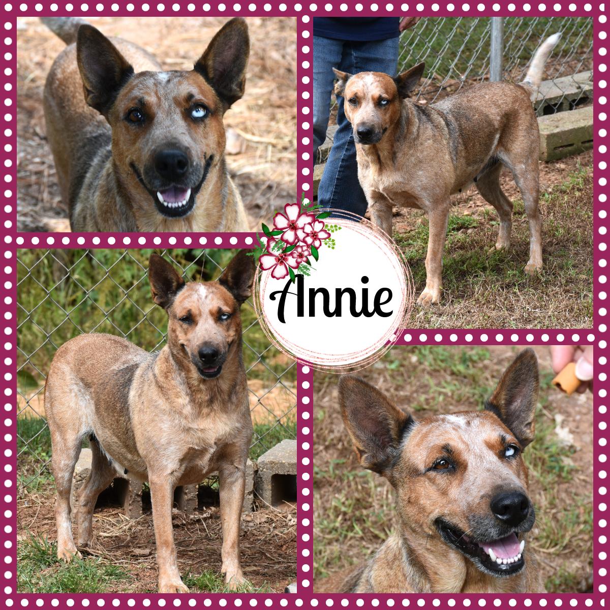 Annie, a Adopted mixed breed in Wedowee, AL image 1/6