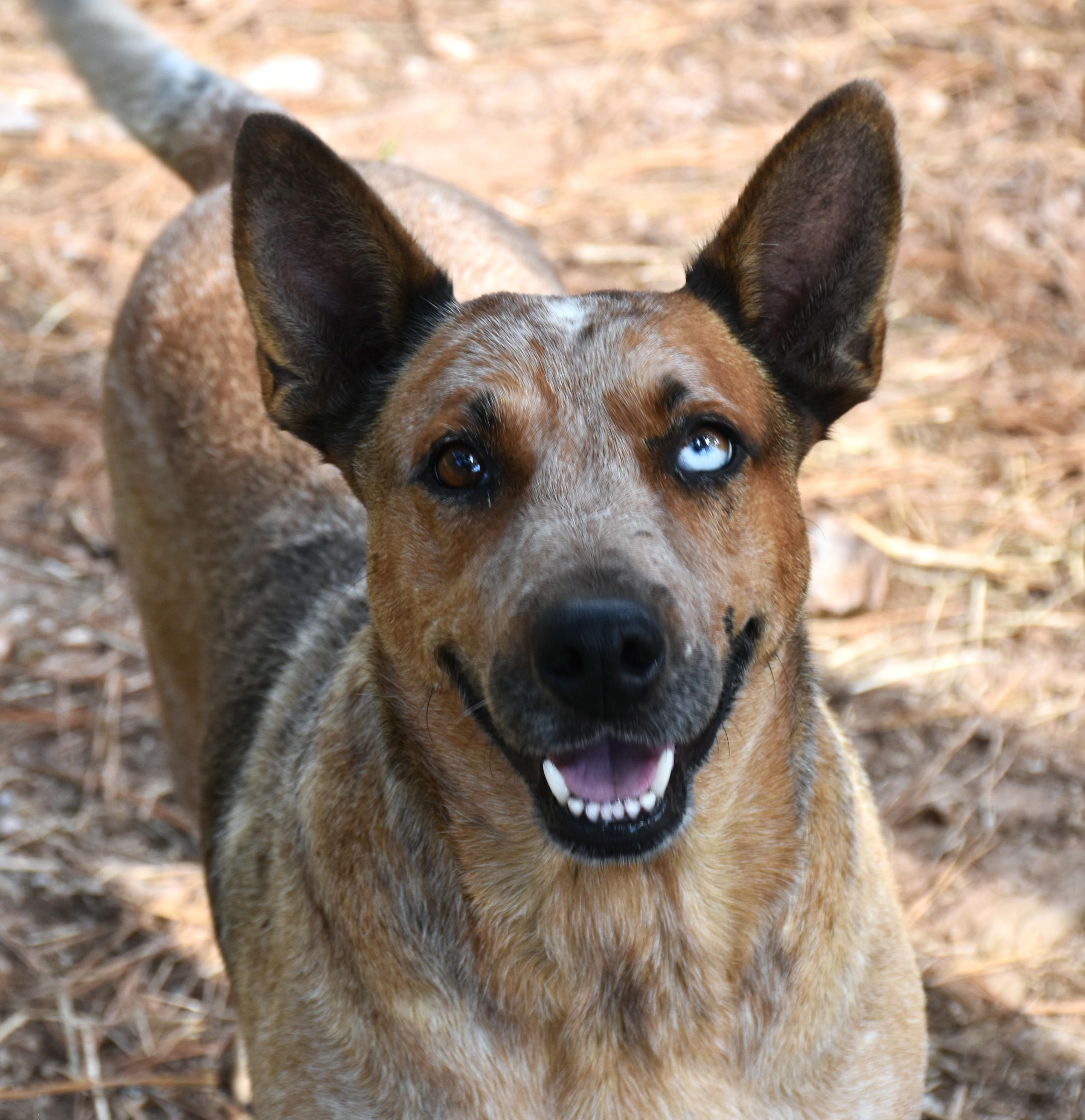 Annie, a Adopted mixed breed in Wedowee, AL image 5/6