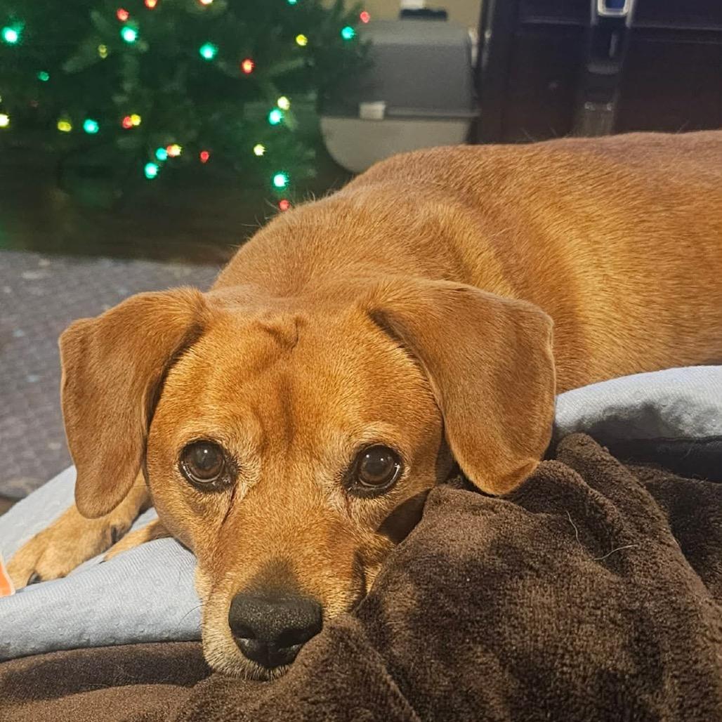 Pollen, Adoptable, Adult Female Mixed Breed.