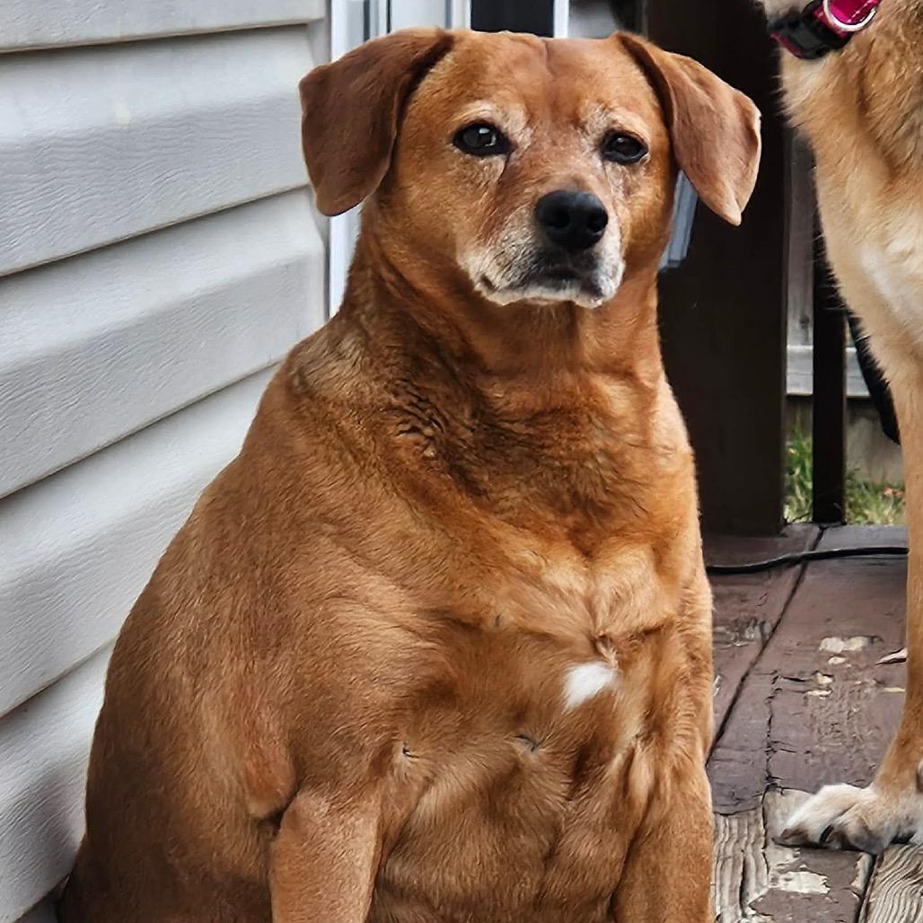 Enlarge Pollen, a Adoptable Mixed Breed in Jackson, MO image 2/3