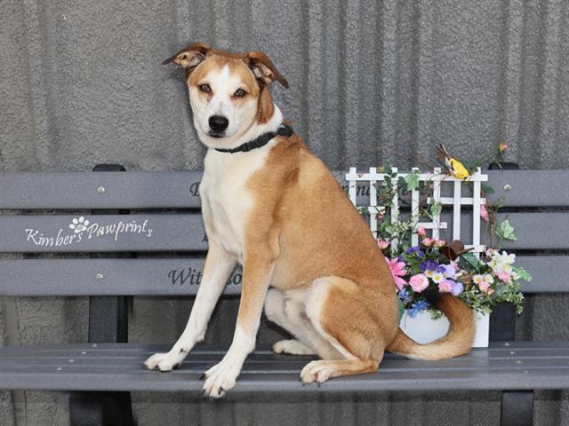 CHURRO, Adoptable, Adult Male Siberian Husky.
