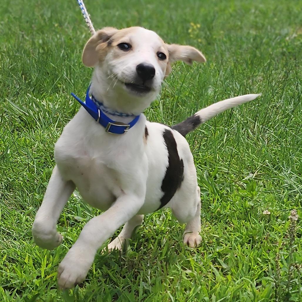 Enlarge Bertha, a Adoptable Coonhound in Centerville, TN image 1/4